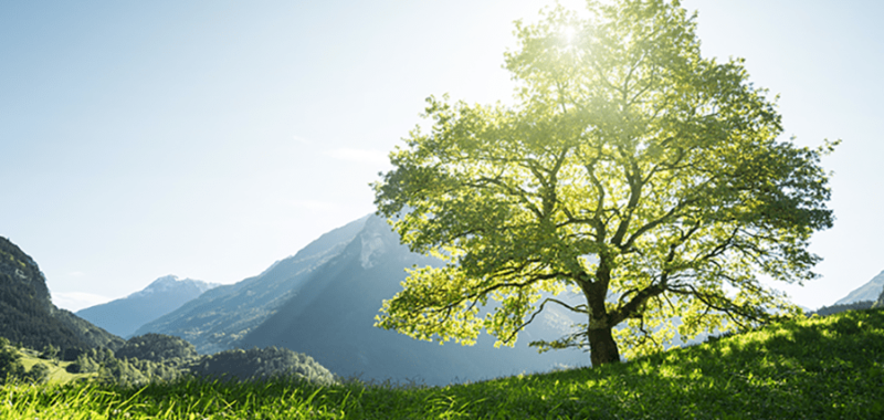 Baum Auf Grüner Wiese