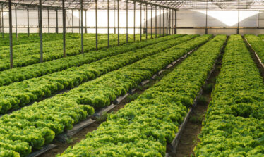 Grow,Salad,In,Greenhouse,Pure,Eco,Frendly,Agriculture