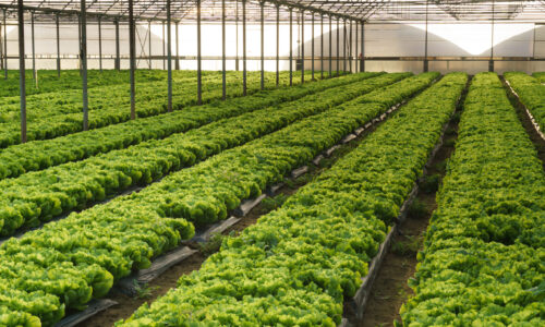 Grow,Salad,In,Greenhouse,Pure,Eco,Frendly,Agriculture