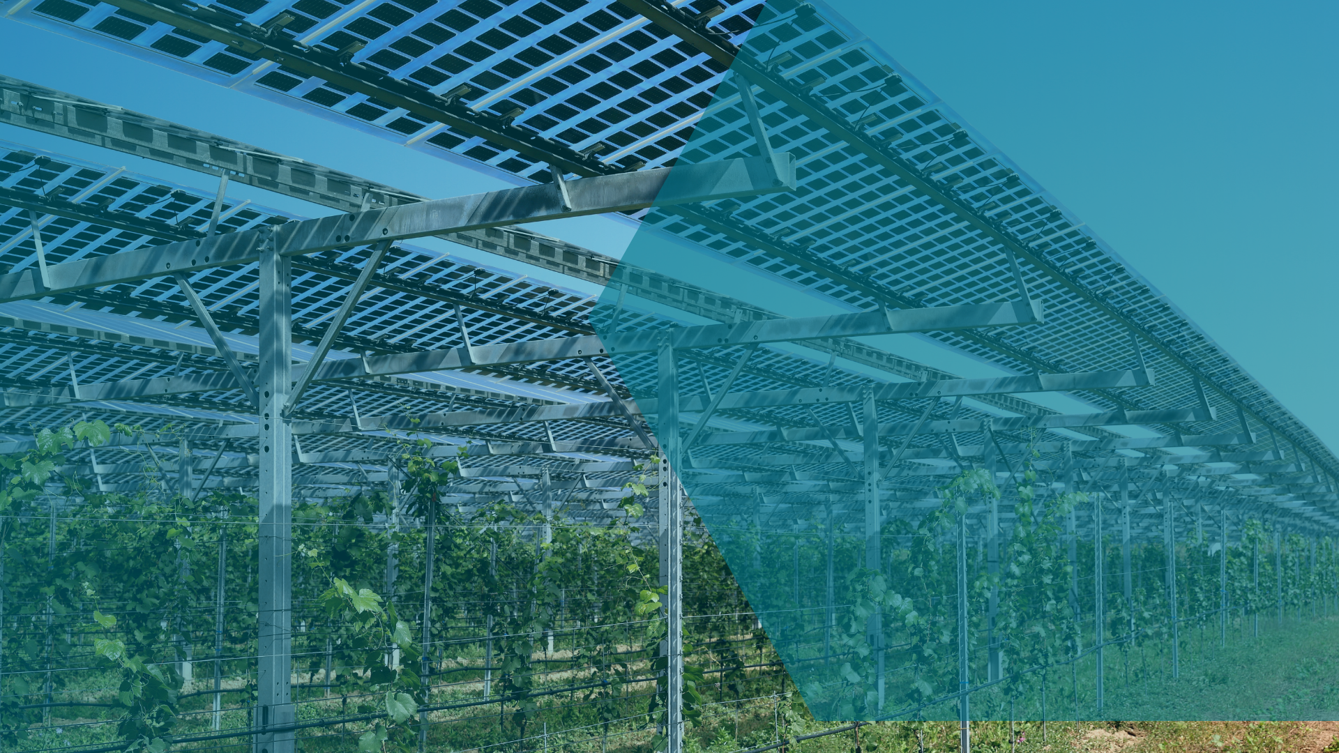 Mit Fotovoltaikmodulen für Transparenz, Hagel- und Regenschutz für gesunde Pflanzen bedeckte Rebflächen